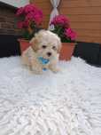 Maltipoo  piesek , pudel toy , maltańczyk