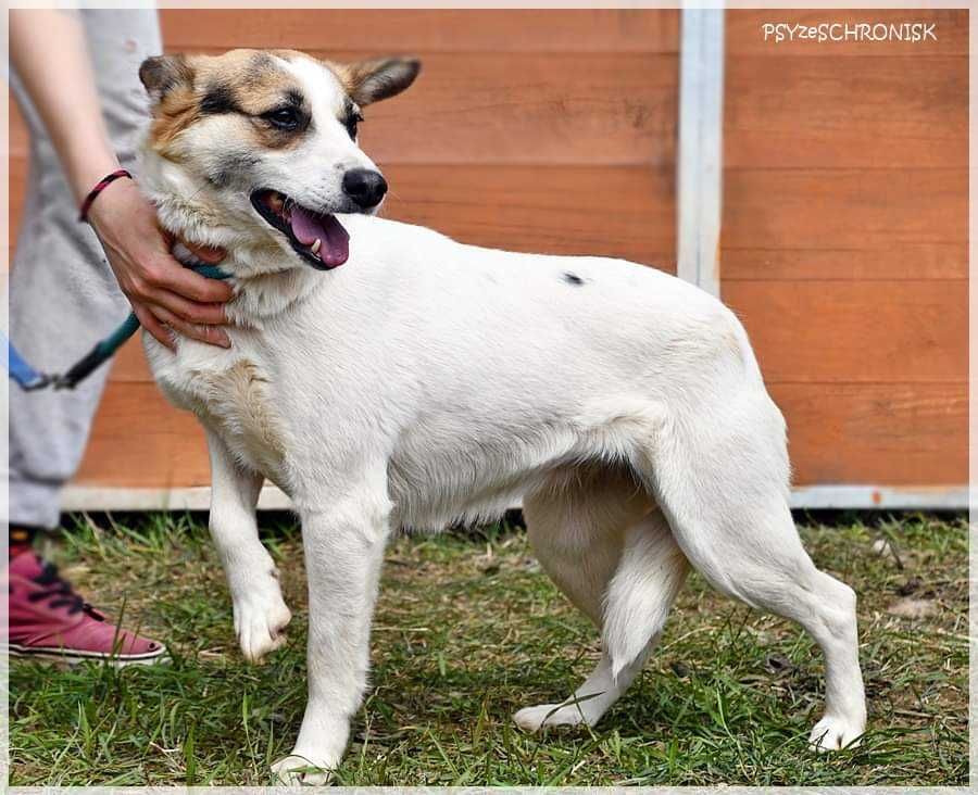 KRASKA - miła delikatna sunieczka szuka domu