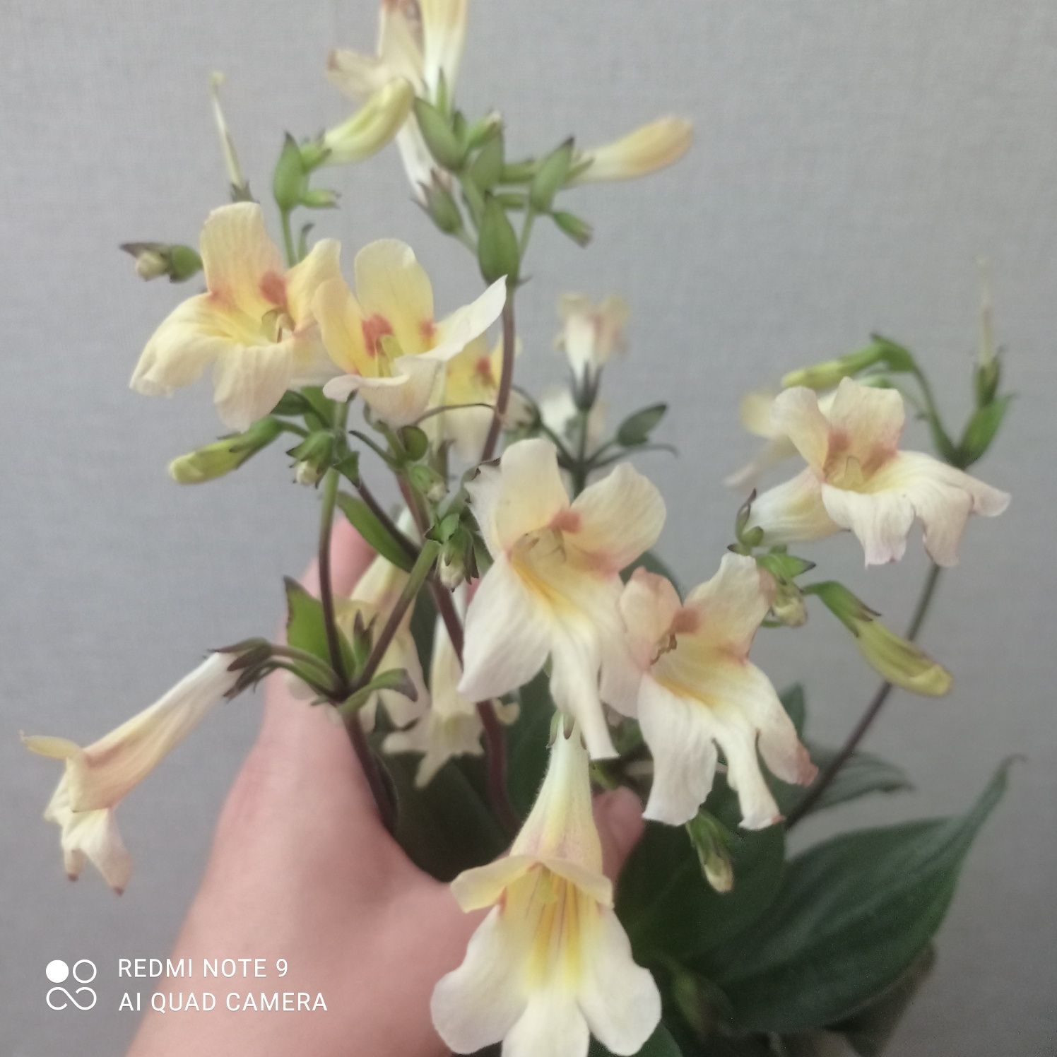 Хіріта примулина Aiko дітки