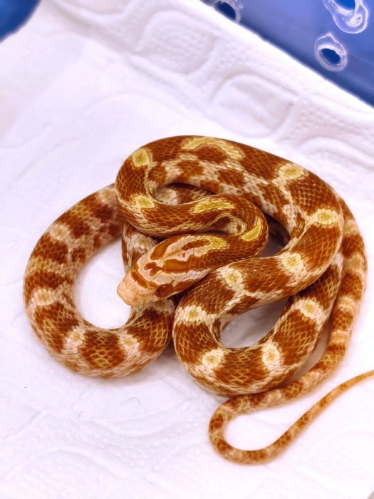 Wąż zbożowy amel RF (?) het anery scaleless ph motley/stripe samiczka