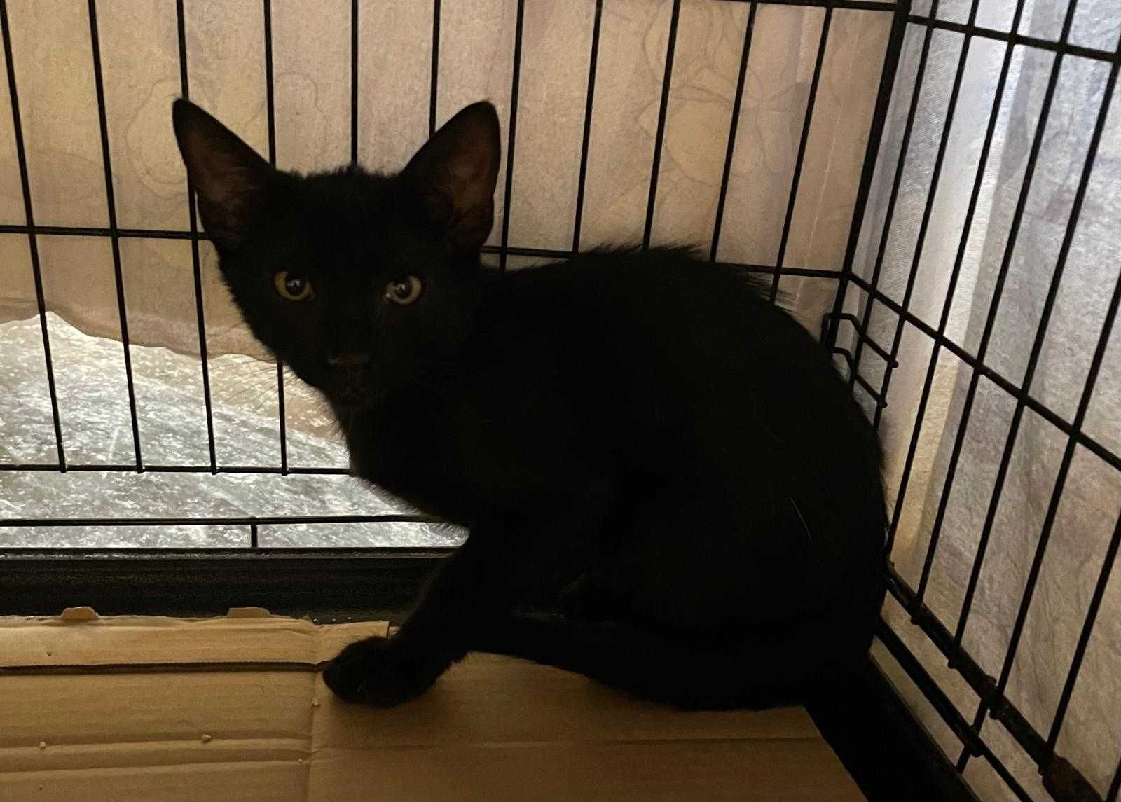 Gatinhas bebés para adoção consciente