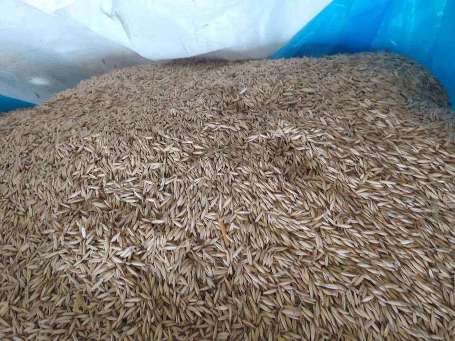 Owies ozimy snowbird zimowy zimujacy i inny wysyłka