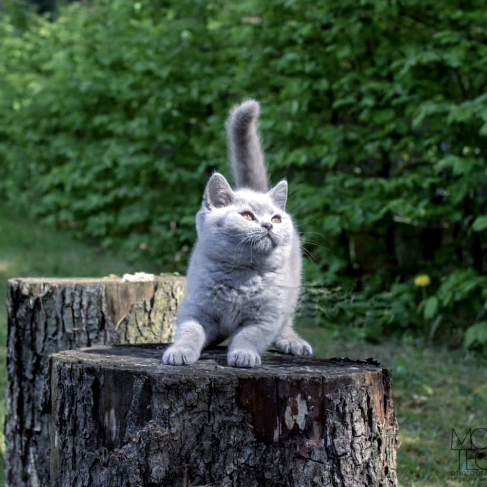 Чудовий британський хлопчик