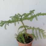 vendo planta araucaria
