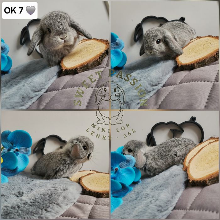 Króliczki Mini Lop WYPRAWKA miniaturki karzełki małe baranki hodowla