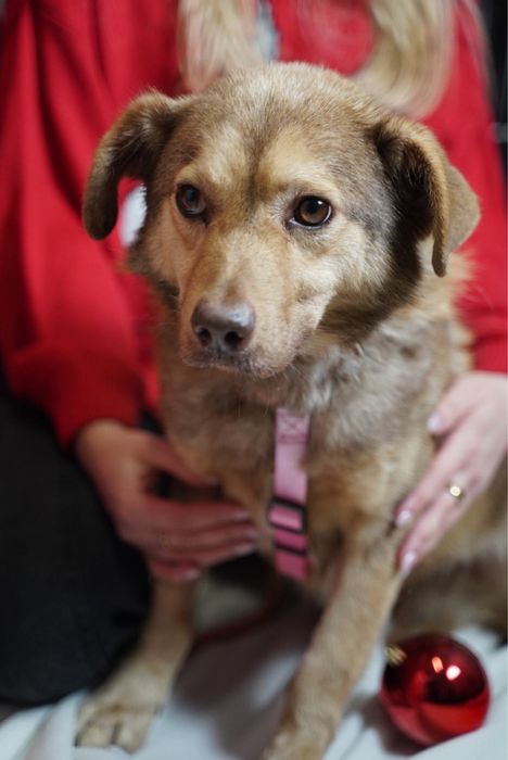 Mieszko szuka domu na zawsze..