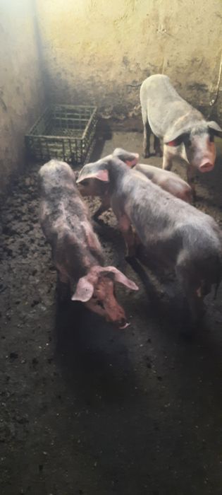 3 leitoes das ninhadas