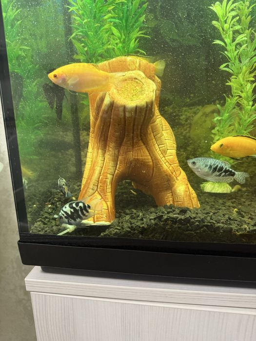 Аквариум 90 л  полностью укомплектован