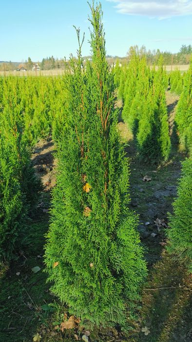 Tuje szmaragd 100-200+ cm, thuje brabant, transport sadzenie, p9