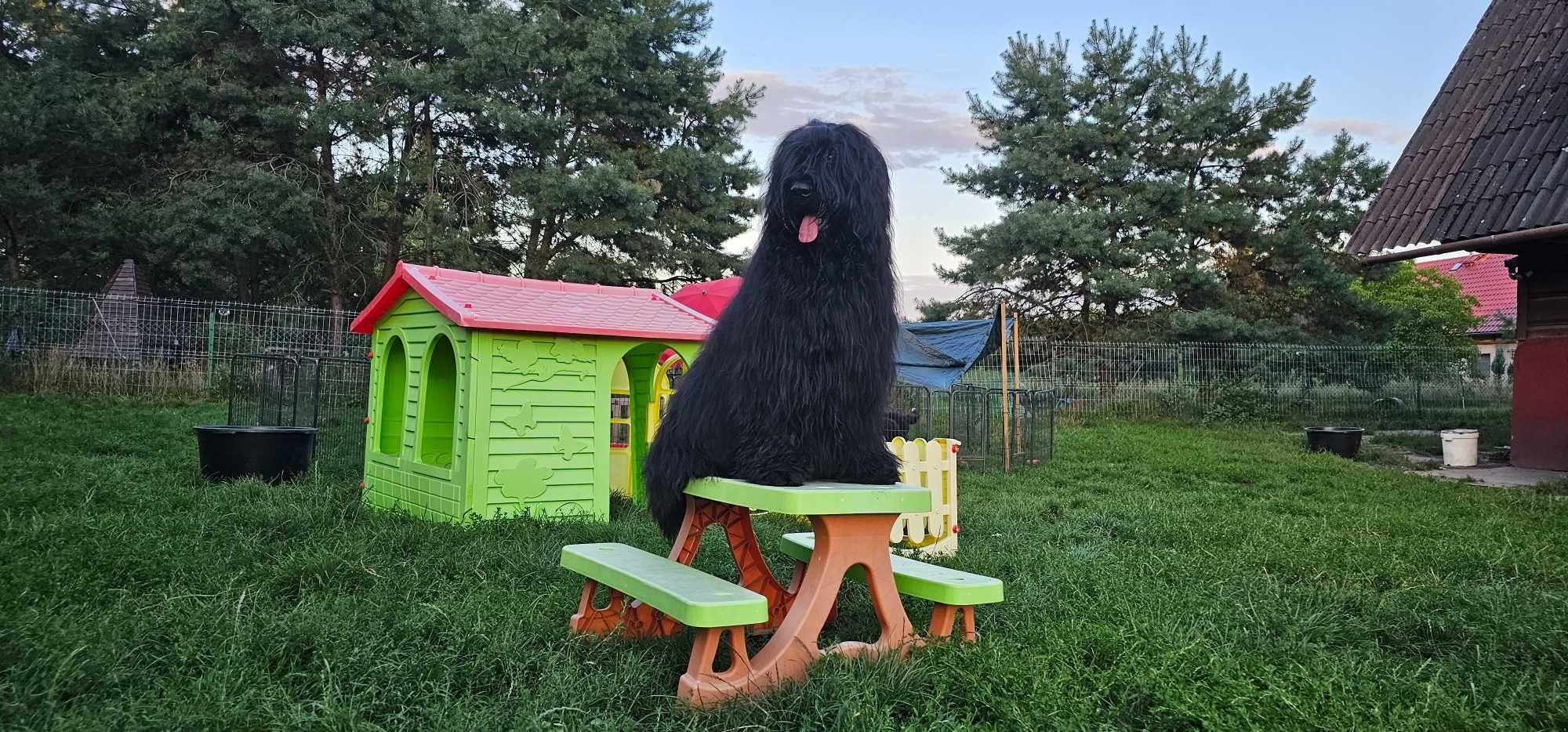 Owczarek francuski briard rezerwacje 2025/2026