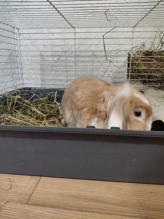 Продам гарну клітку із кроликом