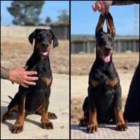 Dobermann cachorro