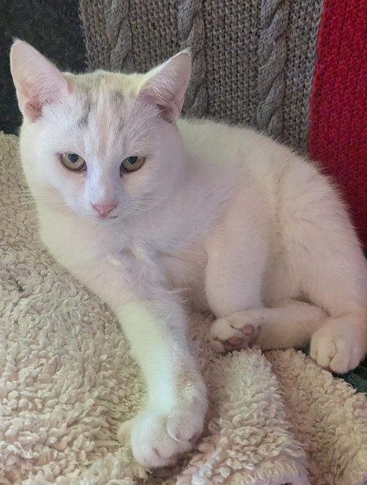 Котик 6 місяців у добрі руки.