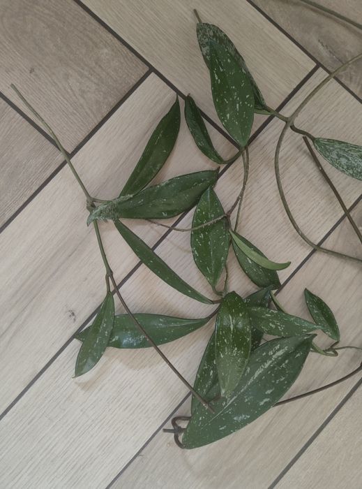 Hoya Pubicalyx Pink cieta
