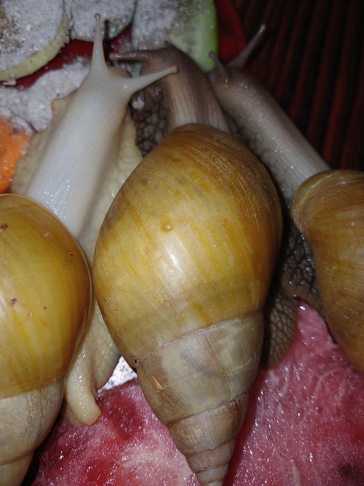 Ахатина фуліка родація