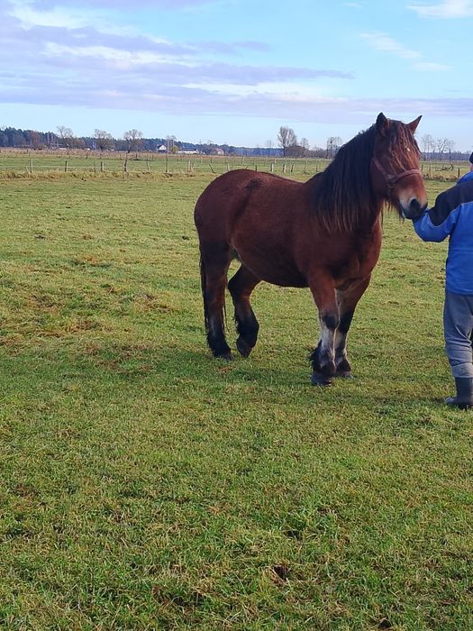 Sprzedam konie zimnokrwiste