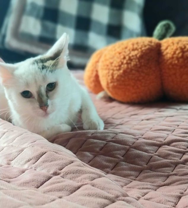 Dwupak miłości czeka na swój wspólny dom