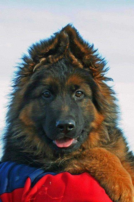 Owczarek Niemiecki Długowłosy