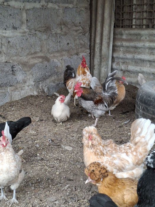 Инкубационное яйцо карликовых курочек