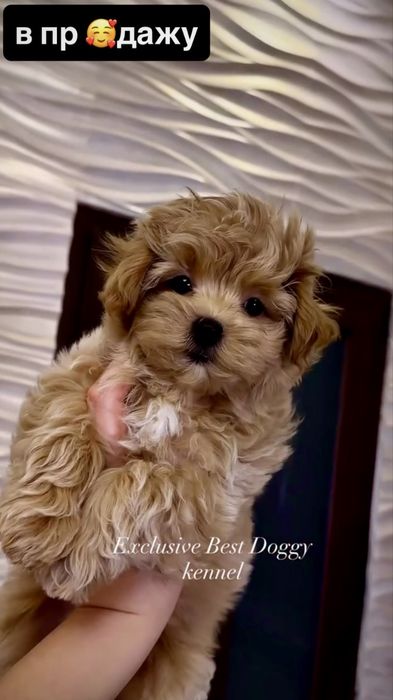 Казкові ідеальні цуценята. Мальтіпу ф1. Щенята міні мальтіпу. VIP шик!