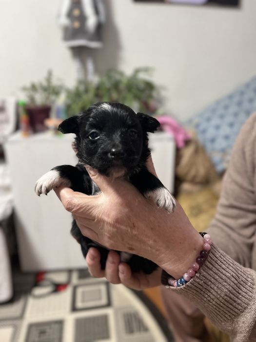 Собачка маленької породи в добрі руки