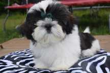 Shih Tzu pies piękny wyjątkowy trikolor