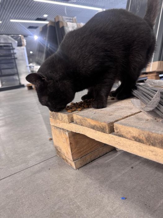 Віддамо котика в добрі руки