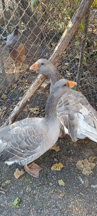 Продаю гуси тульські бійцеві.
