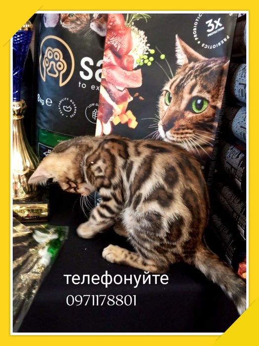 Розкішні бенгали чекають свої родини