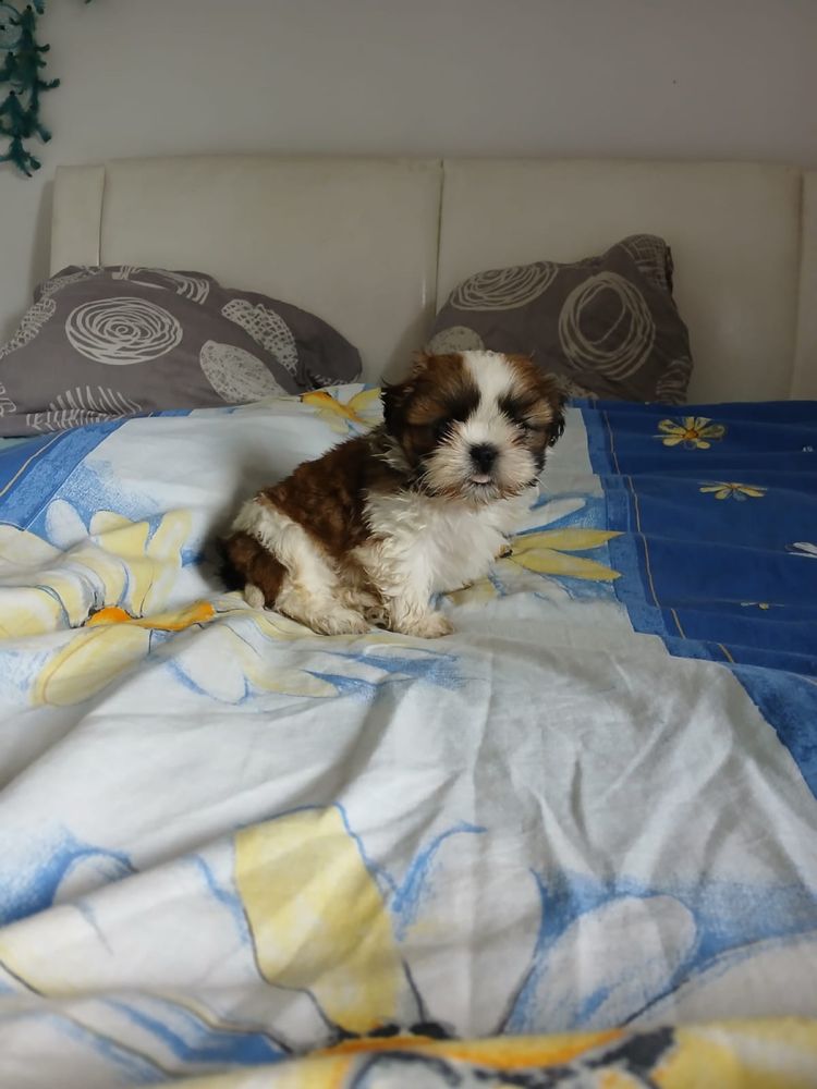 Shih tzu piesek shih tzu