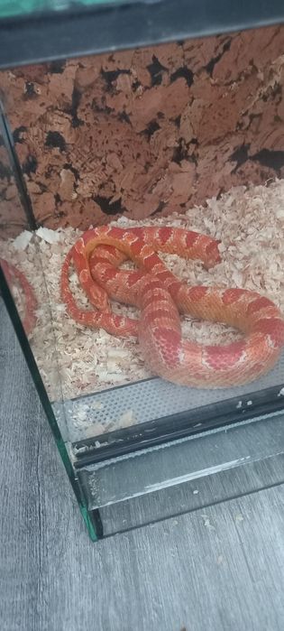 Wąż zbożowy+terarium z zamkiem na klucz