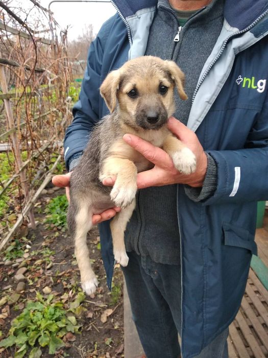 Собаки, цуценята безкоштовно
