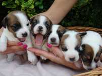 Jack Russell Terrier od# S M A R T I E * J  A C K S # parents FCI/ZKwP