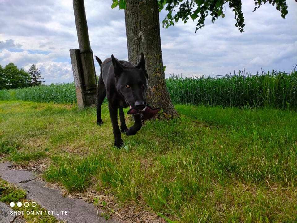 Szukamy domku dla cudownego pieska