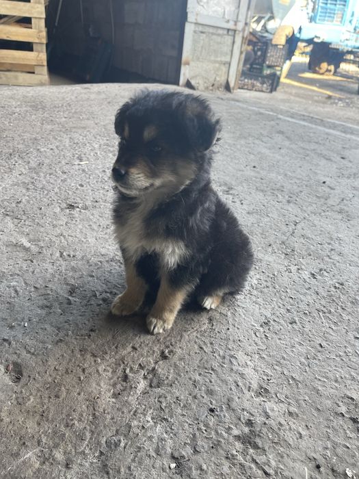 Бесплатно щенка цуценя собака