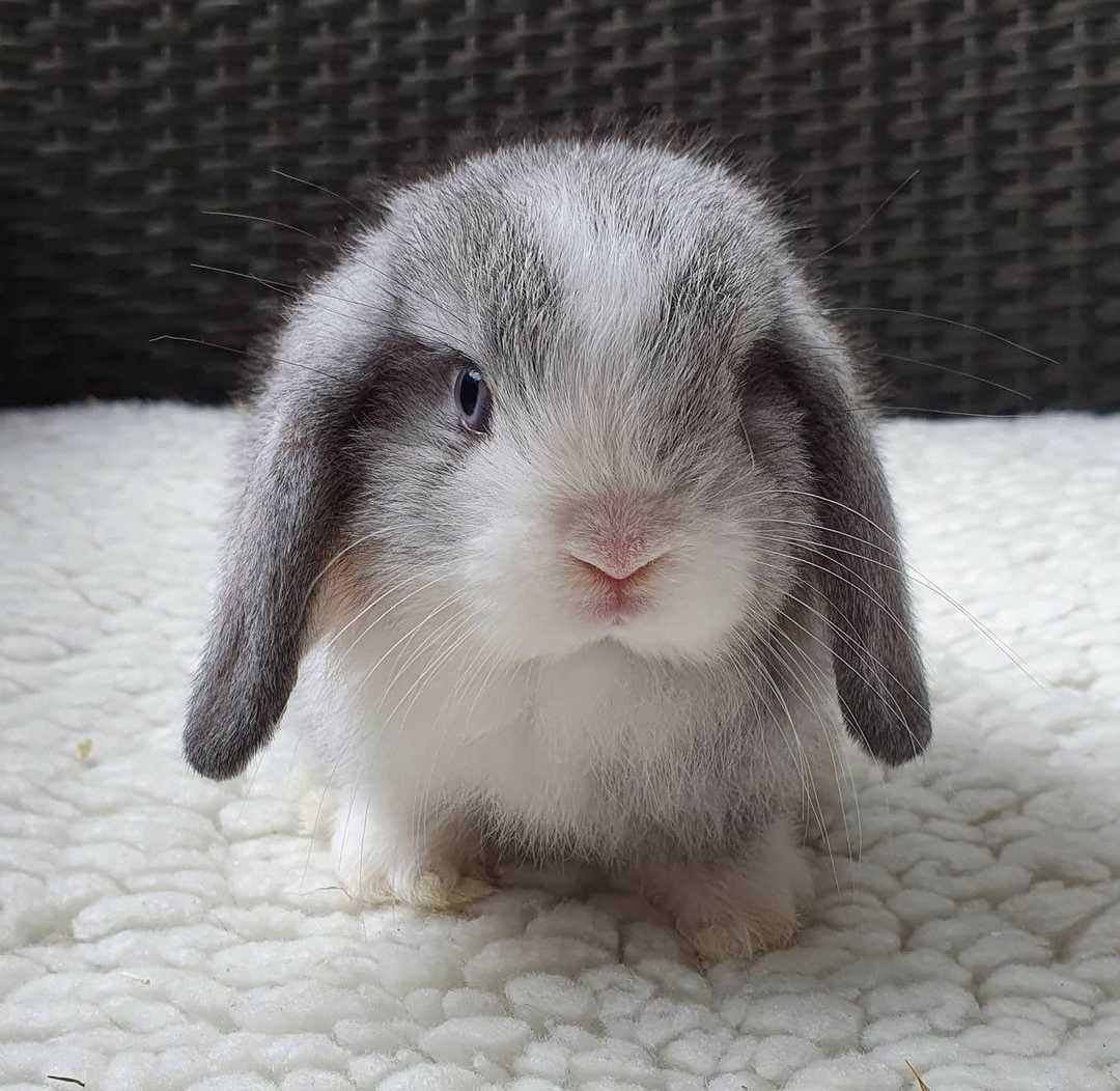 KIT Coelhos anões orelhudos, mini lop adoráveis e super inteligentes