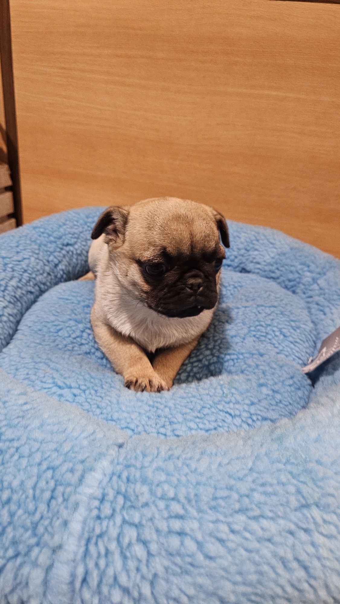Pug Carlin macho