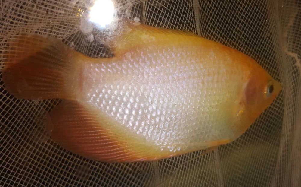 Gurami olbrzymi odmiana GOLDEN - Osphronemus gorami - dowóz, wysyłka