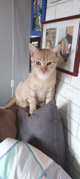Piękna Koteczka Poleca się do Adopcji