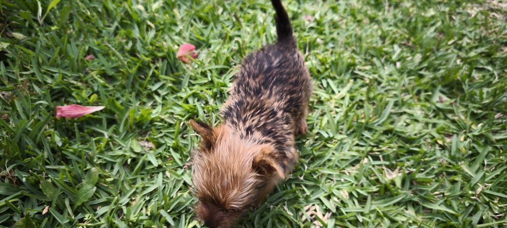 yorkshire terrier hiper Mini Fêmea Brown disponível para entrega imedi