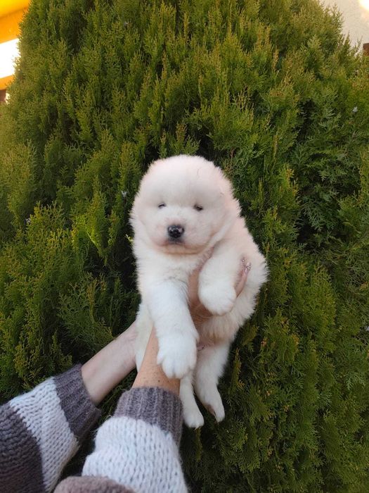 Piękny Piesek Samojed