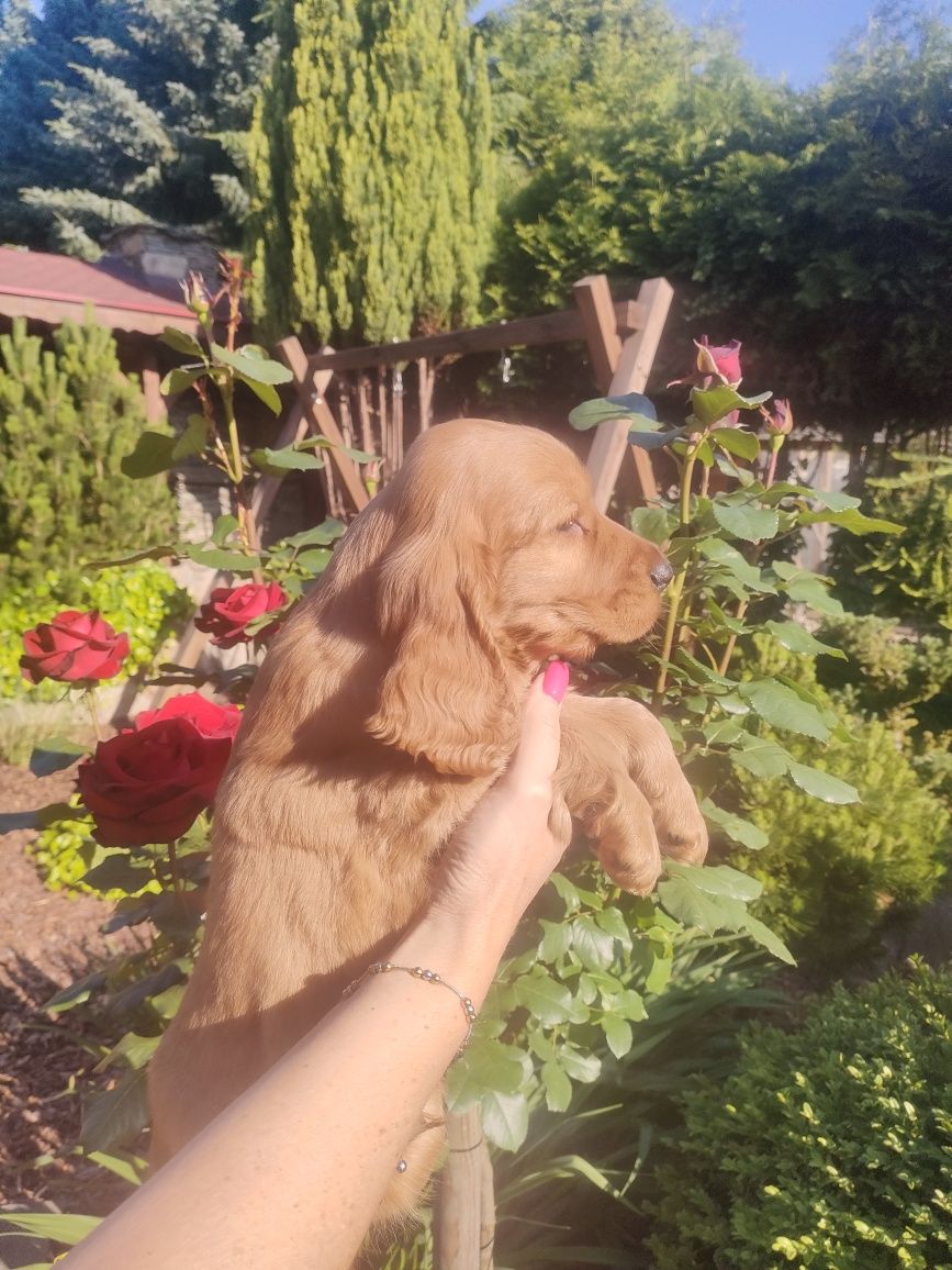 Cocker spaniel śliczny maluszek