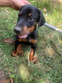 Doberman excelente morfologia e caracter