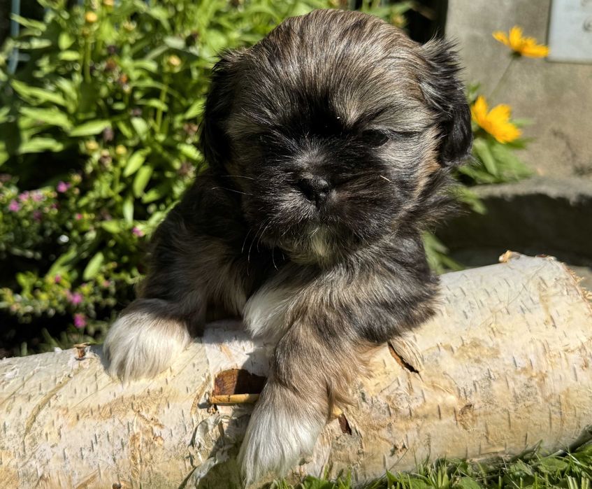 Szczeniak Shih Tzu, rodowód, z hodowli, piesek