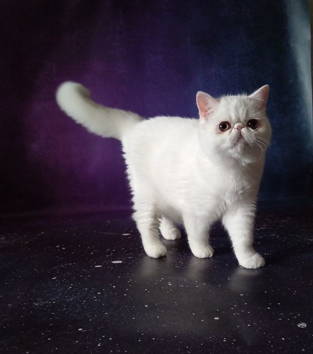 Екзотична короткошерстна дівчинка