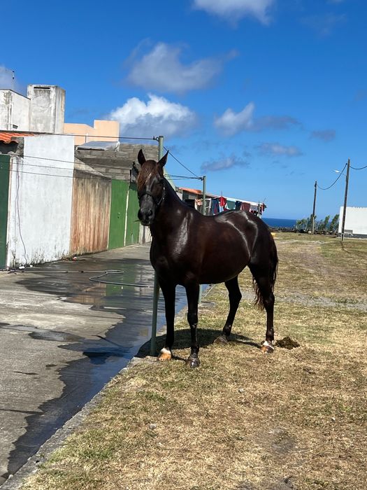 Cavalos Lusitanos