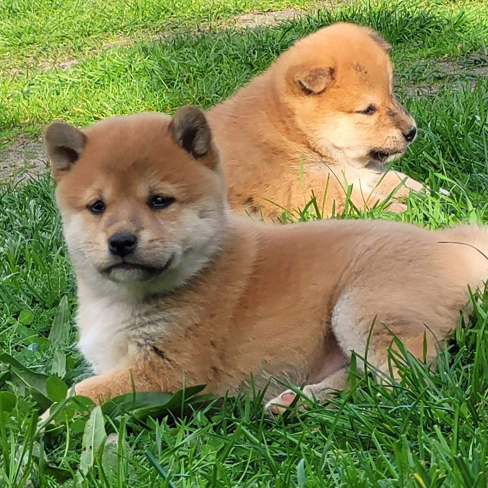 Shiba inu piesek