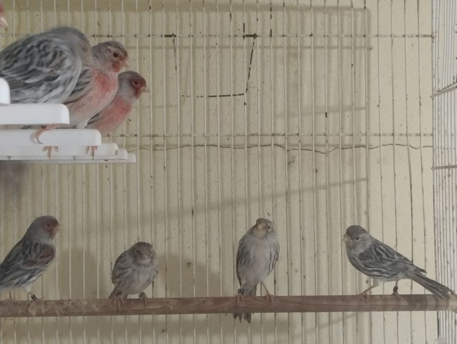 4 casais de Ágatas mosaico vermelho novos