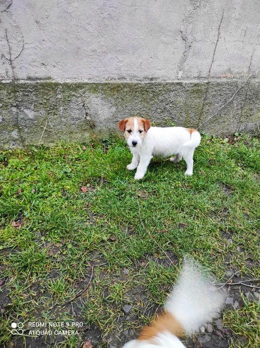 Suczka Jack Russell Terrier