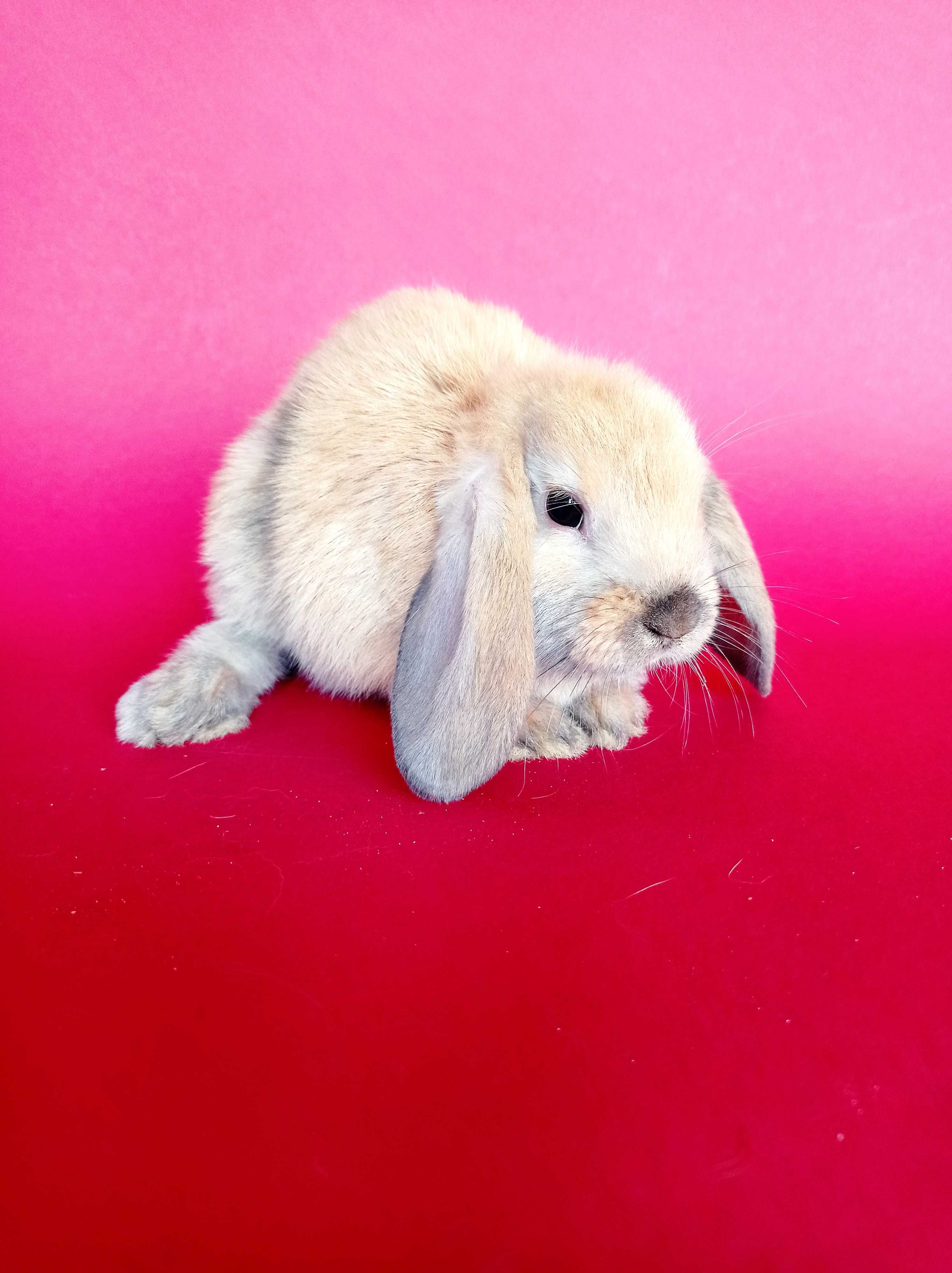 Mini lop, baranek miniaturka, karzełek baranek